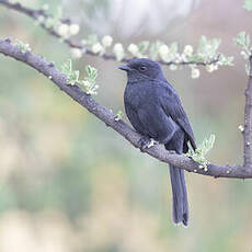 Gobemouche drongo