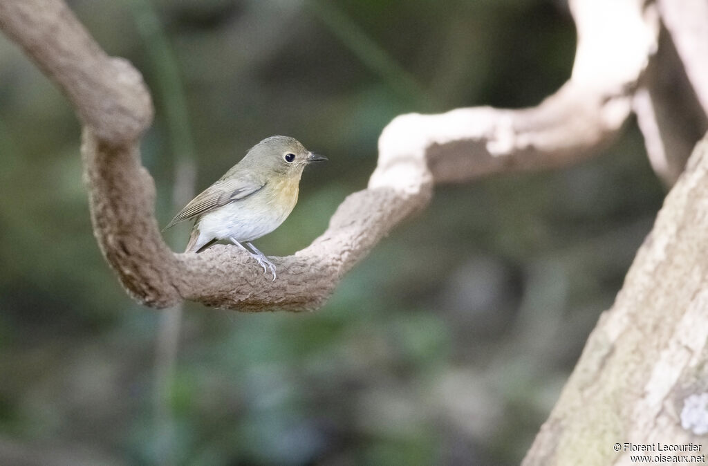 Chinese Blue Flycatcher female