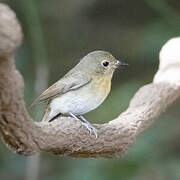 Chinese Blue Flycatcher