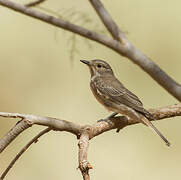 Spotted Flycatcher