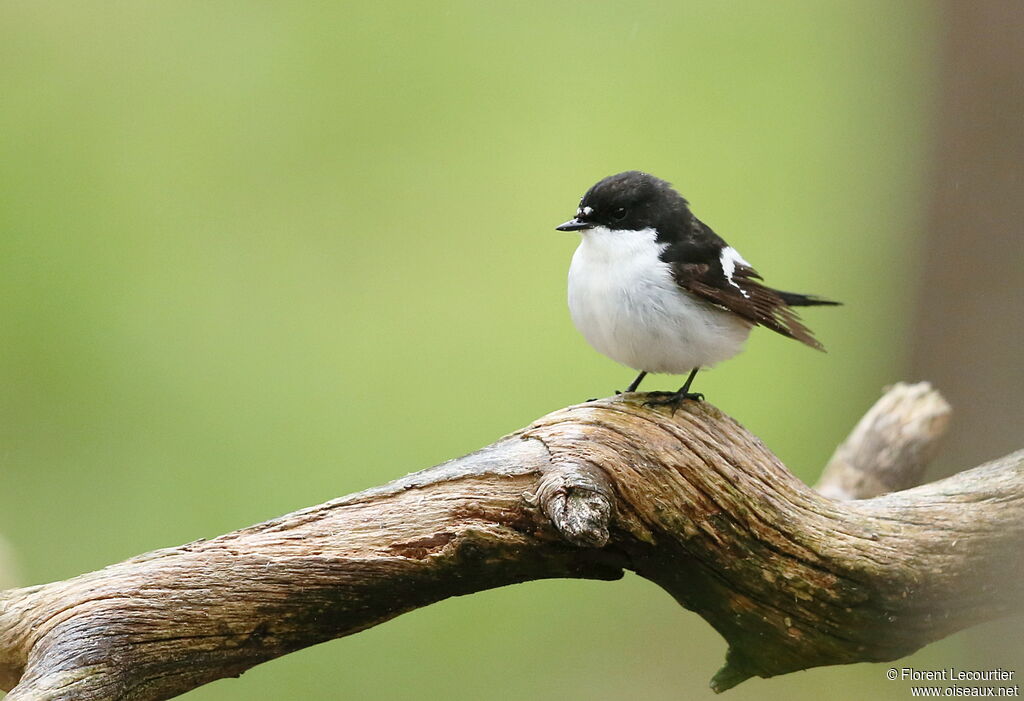 Gobemouche noir