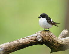 European Pied Flycatcher