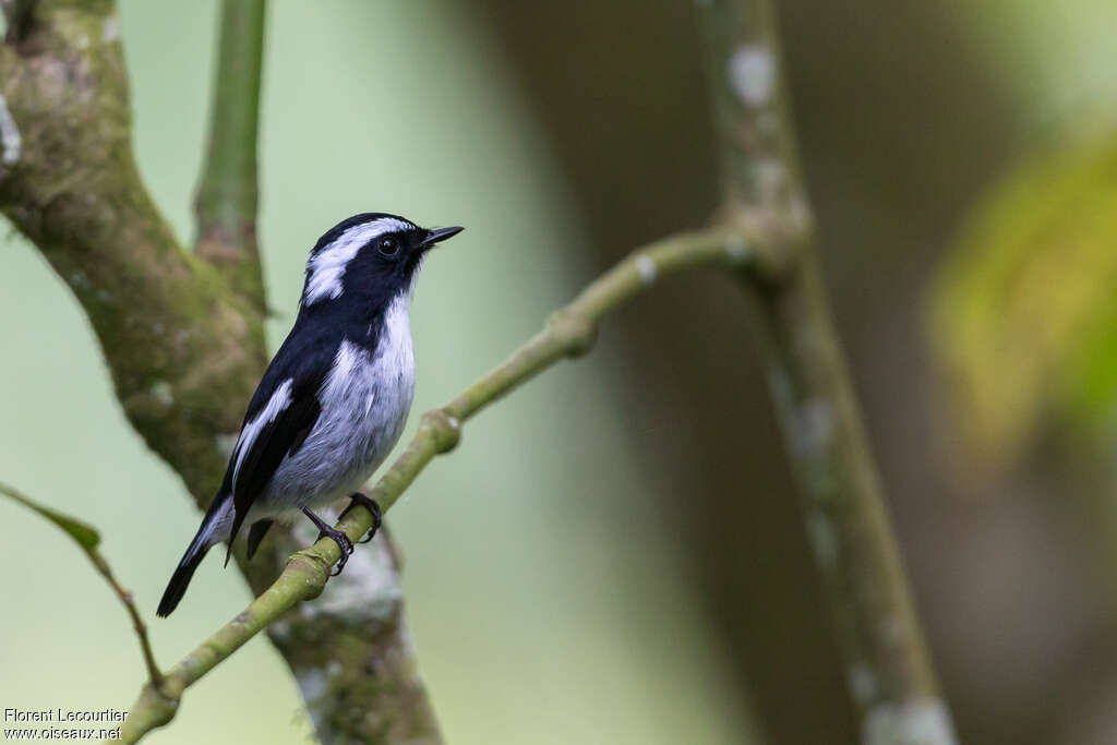 Little Pied Flycatcher male adult