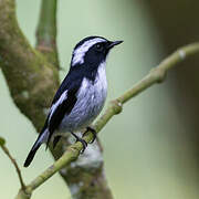 Little Pied Flycatcher