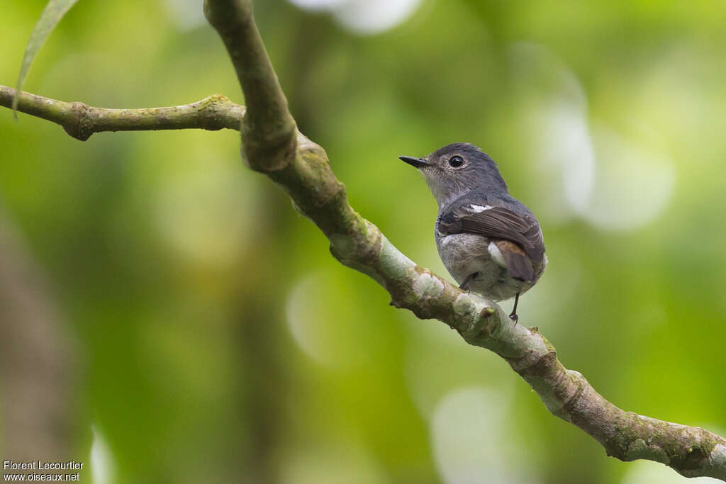 Little Pied Flycatcher female adult