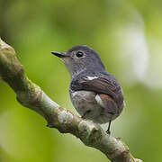 Little Pied Flycatcher