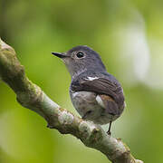 Little Pied Flycatcher