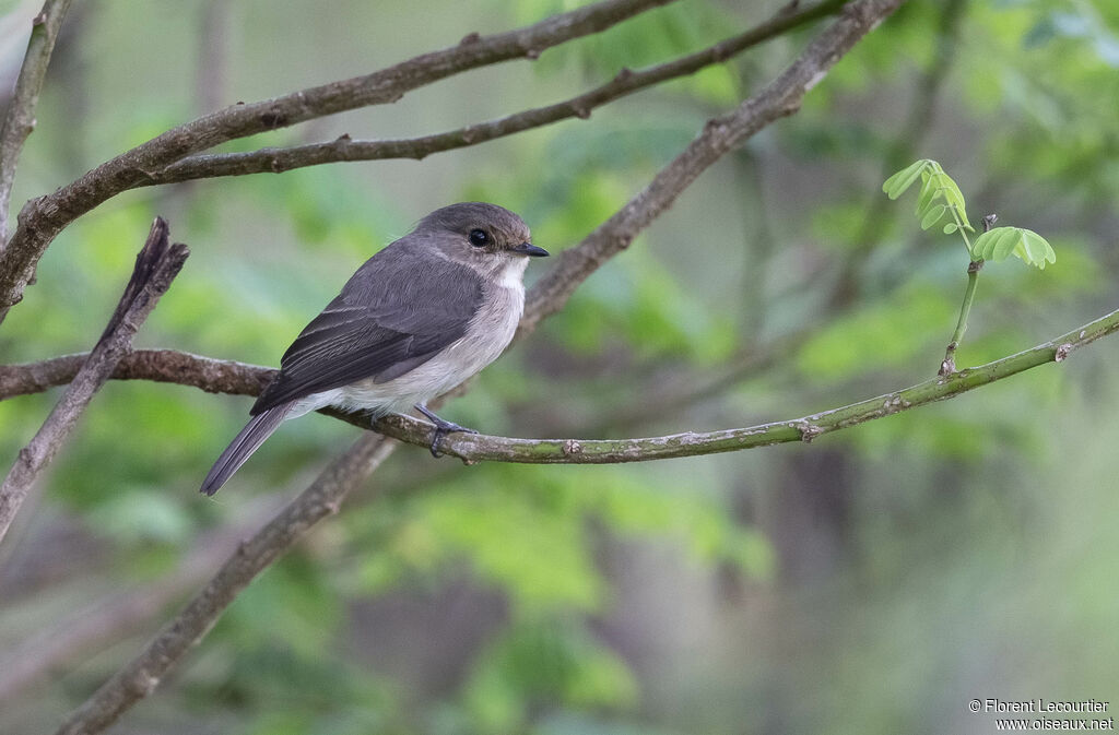 African Dusky Flycatcher