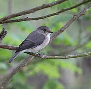 African Dusky Flycatcher