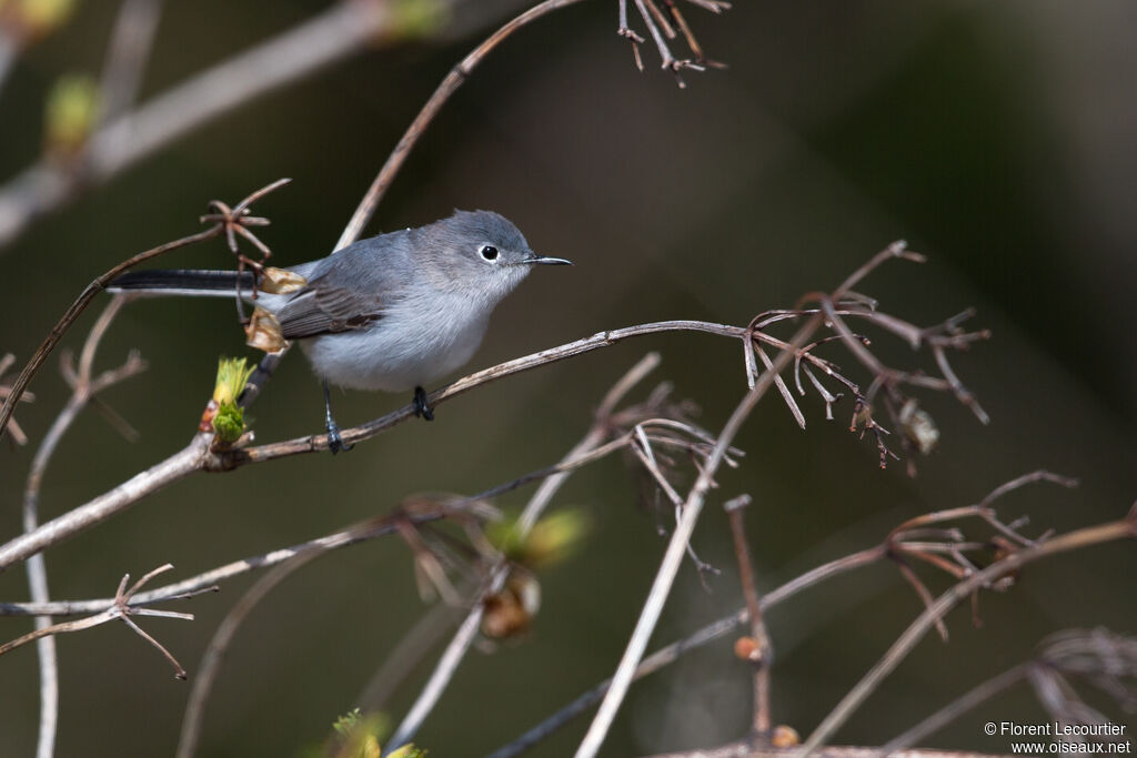 Gobemoucheron gris-bleu