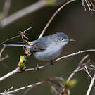Gobemoucheron gris-bleu