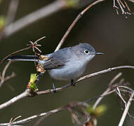 Gobemoucheron gris-bleu