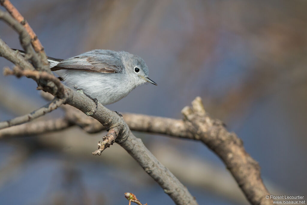 Gobemoucheron gris-bleu