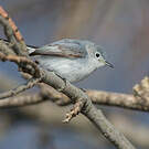 Gobemoucheron gris-bleu