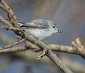 Gobemoucheron gris-bleu