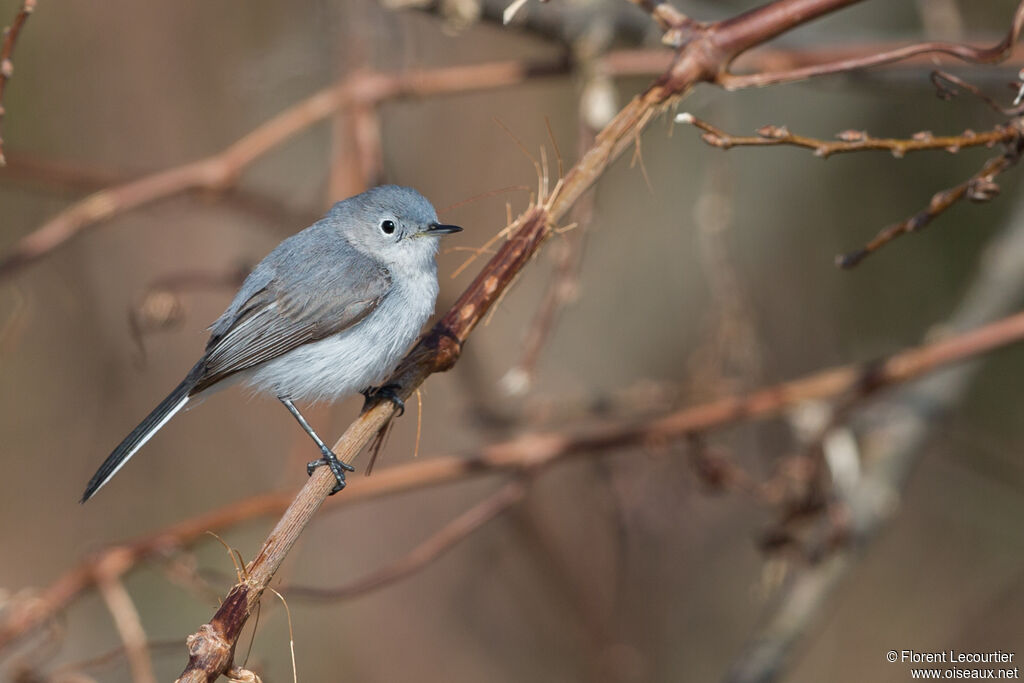 Gobemoucheron gris-bleu