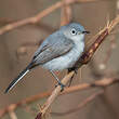 Gobemoucheron gris-bleu