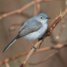 Gobemoucheron gris-bleu