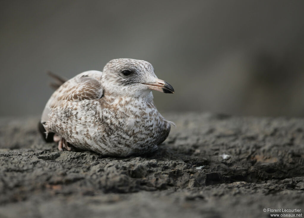 Ring-billed Gull