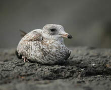 Ring-billed Gull