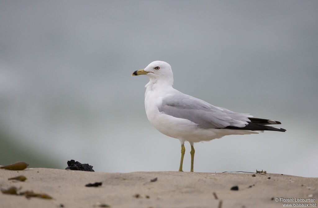 Ring-billed Gull