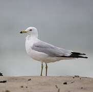 Ring-billed Gull