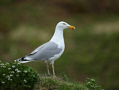 European Herring Gull