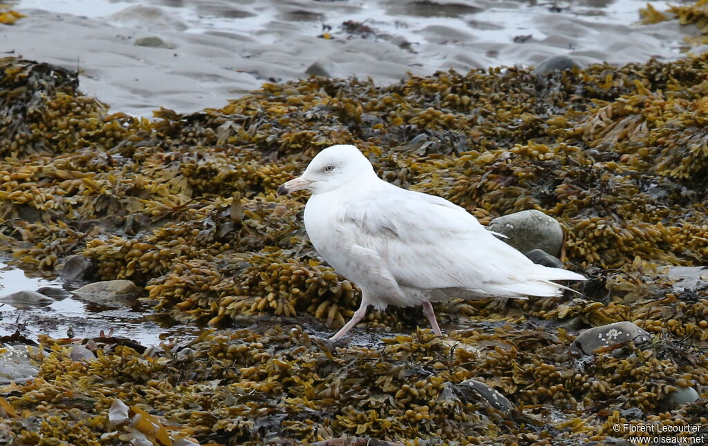 Glaucous Gull