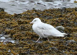 Glaucous Gull