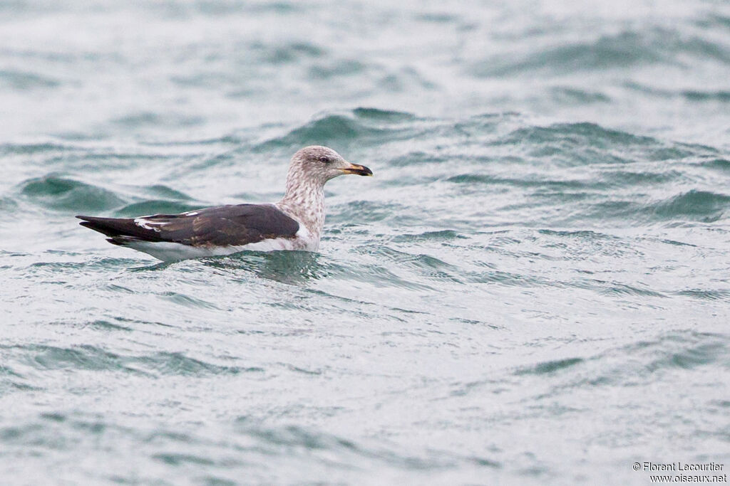 Lesser Black-backed Gull