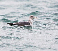 Lesser Black-backed Gull