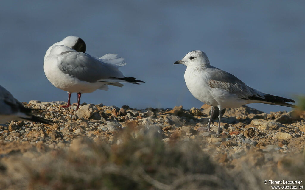 Mew Gull