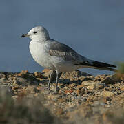 Mew Gull