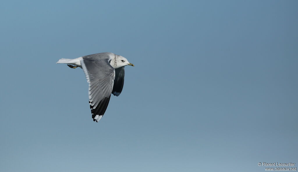 Mew Gull