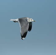 Common Gull