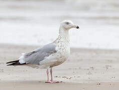 American Herring Gull