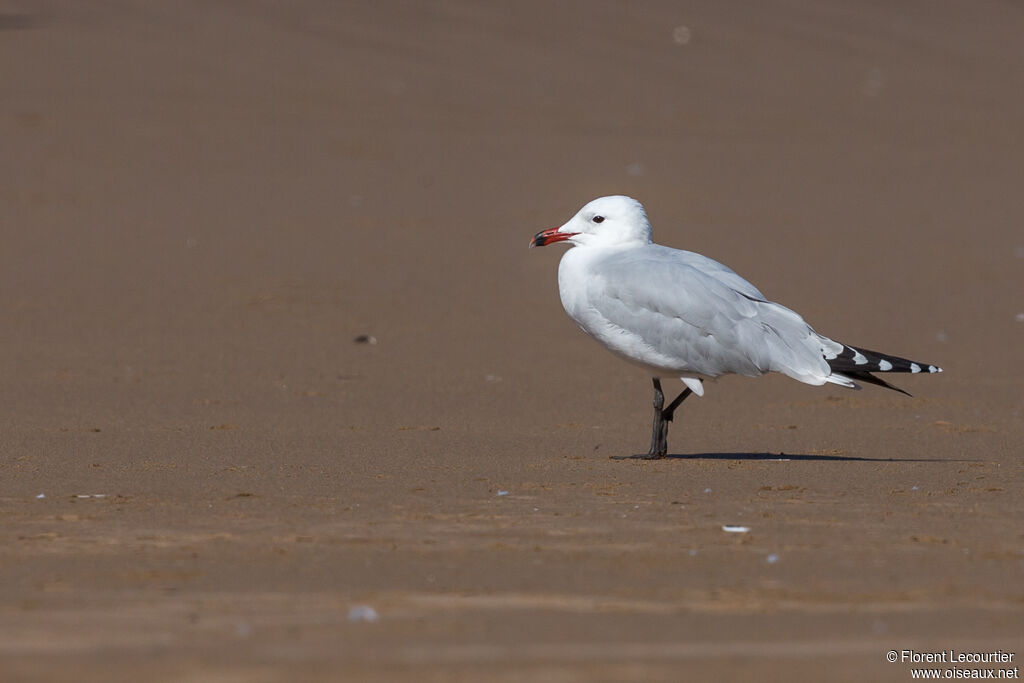 Audouin's Gull