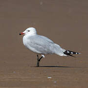 Audouin's Gull