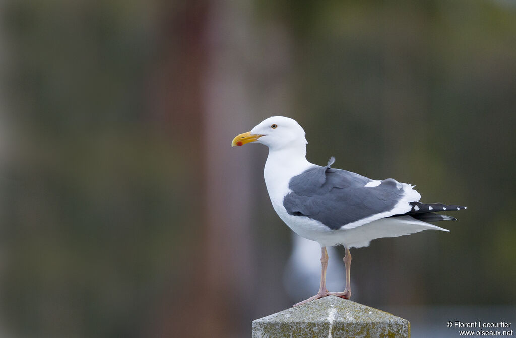 Goéland d'Audubon