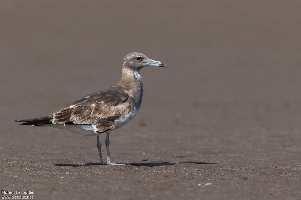 Sooty GullThird  year, identification