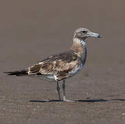 Sooty Gull