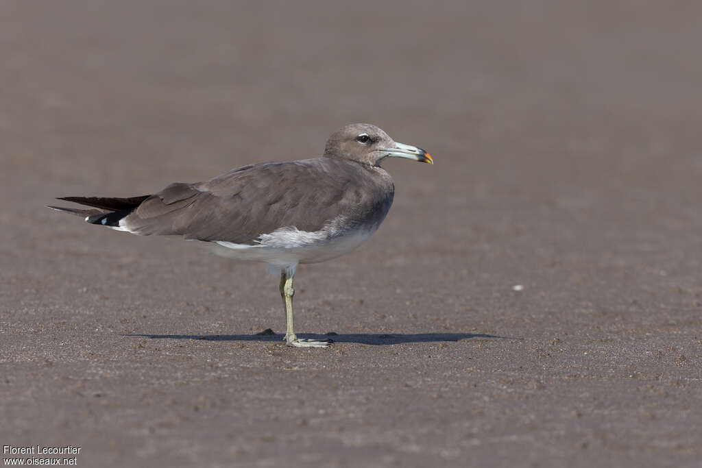 Goéland de Hemprichadulte, identification