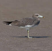 Sooty Gull