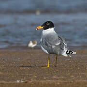 Pallas's Gull