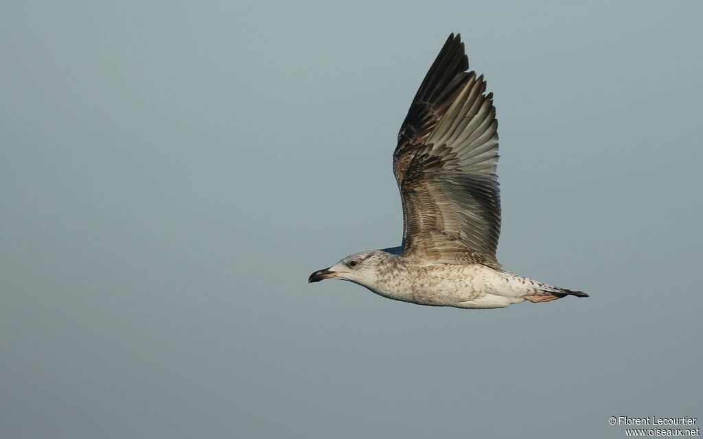 Yellow-legged GullFirst year