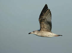 Yellow-legged Gull