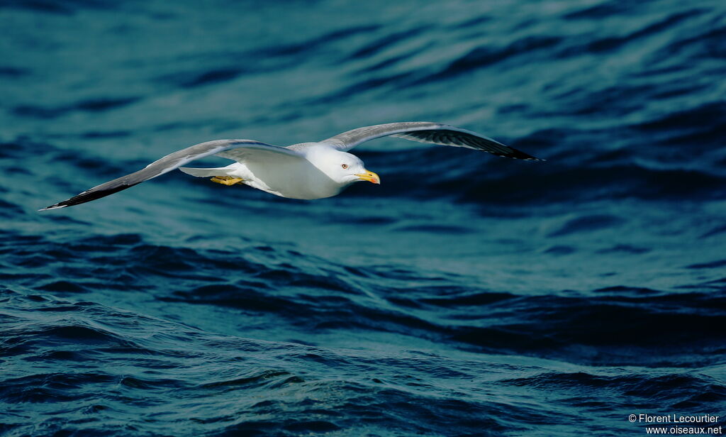 Yellow-legged Gull