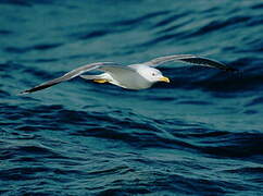 Yellow-legged Gull