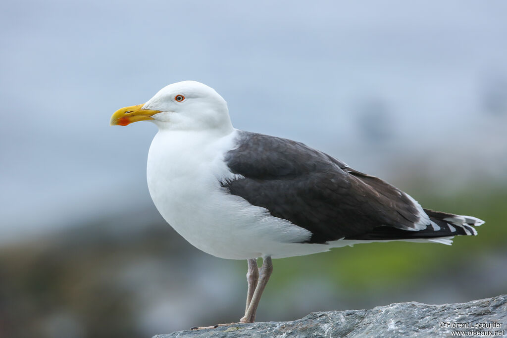 Great Black-backed Gull