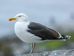 Great Black-backed Gull